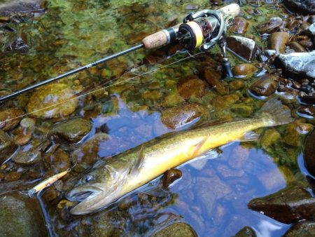 渓流ミノーイング